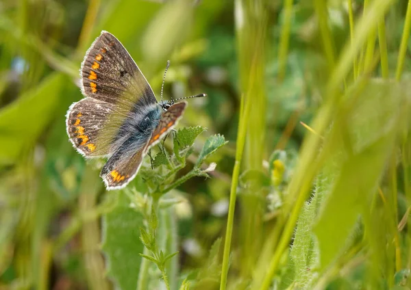 草の上の多色蝶 マクロ写真 — ストック写真