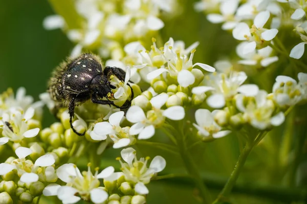 Escarabajo Negro Sobre Una Flor Blanca Macro Foto —  Fotos de Stock