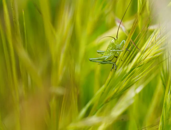Πράσινη Ακρίδα Στο Γρασίδι Μακροφωτογραφία — Φωτογραφία Αρχείου