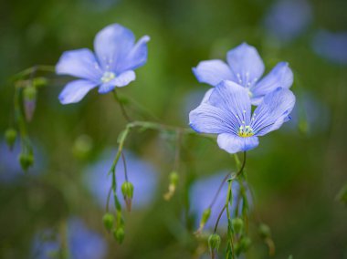 Spring blue small flower, macro photo