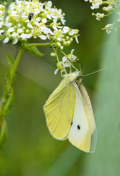 Vlinder Met Gele Vleugels Een Bloem Macro Foto — Stockfoto