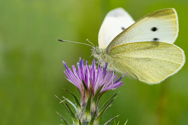 Vlinder Met Gele Vleugels Een Bloem Macro Foto — Stockfoto