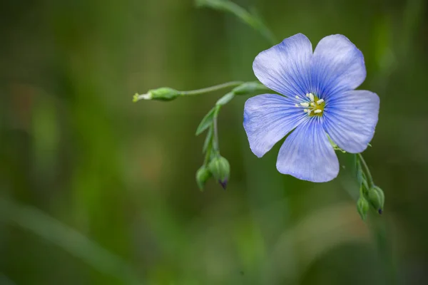 Spring blue small flower, macro photo