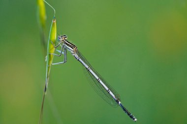 Bir dalda yusufçuk, makro fotoğraf