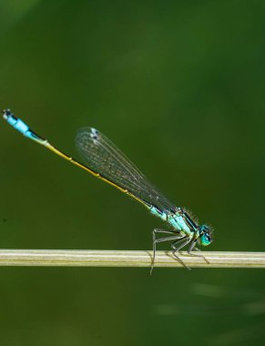 Bir dalda yusufçuk, makro fotoğraf