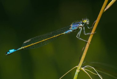 Bir dalda yusufçuk, makro fotoğraf