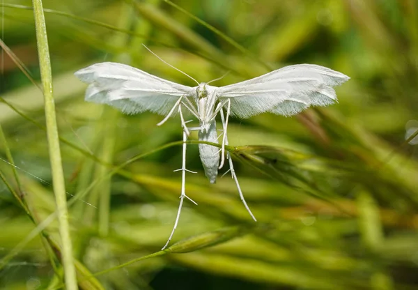 Бабочка Белыми Крыльями Гра Макрофото — стоковое фото