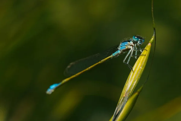 Dragonfly Branch Macro Photo — 스톡 사진