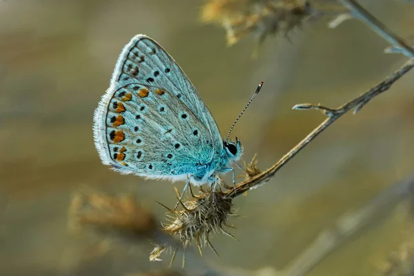 Разноцветная Бабочка Природе Макрофотография Стоковое Изображение