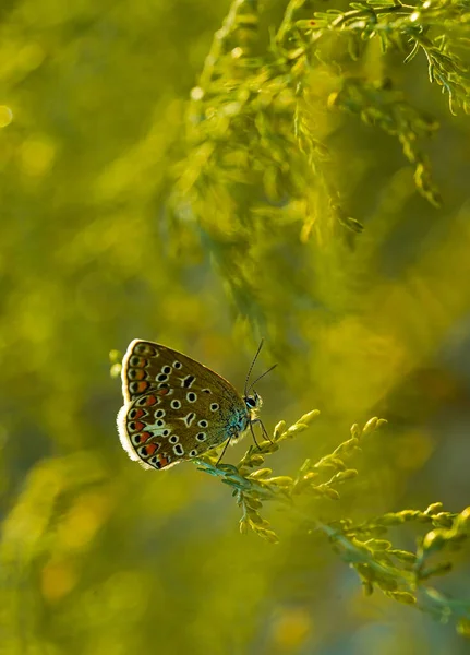 Разноцветная Бабочка Природе Макрофотография Стоковая Картинка