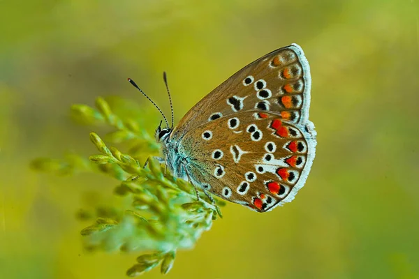 Разноцветная Бабочка Природе Макрофотография Лицензионные Стоковые Фото