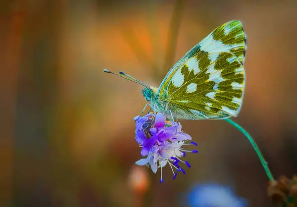 Разноцветная Бабочка Природе Макрофотография Лицензионные Стоковые Изображения