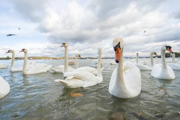 Witte Zwanen Rivier Bij Kust — Stockfoto