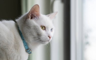 Çok renkli gözleri olan güzel beyaz kedi.