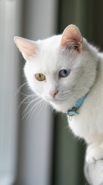 Çok renkli gözleri olan güzel beyaz kedi.