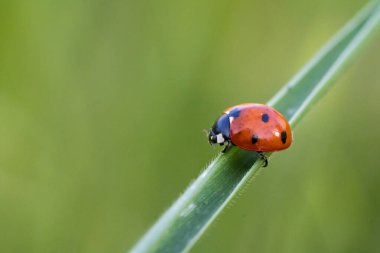 kırmızı uğur böceği çimlerin üzerinde