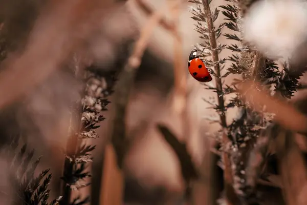 Rode Lieveheersbeestje Het Gras Abstracte Kleuren Stockfoto