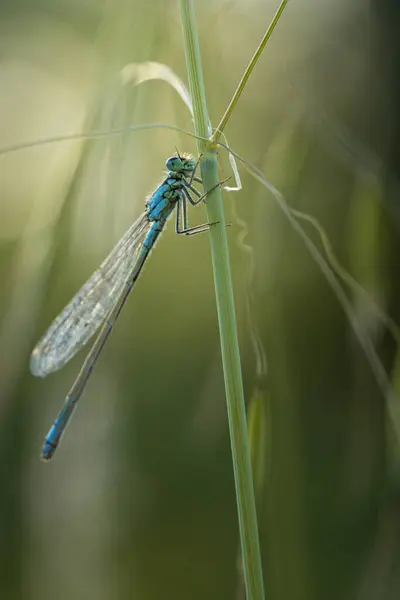 Dragonfly Branch Macro Photo 로열티 프리 스톡 사진