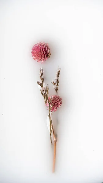 Uma Flor Seca Com Caule Uma Tigela Abstração — Fotografia de Stock
