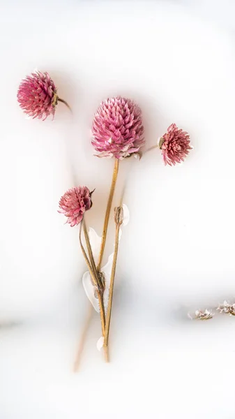 Uma Flor Seca Com Caule Uma Tigela Abstração — Fotografia de Stock