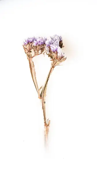 Une Fleur Séchée Avec Une Tige Dans Bol Abstraction Photos De Stock Libres De Droits