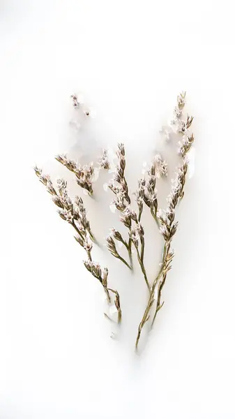 ボウルに茎を持つ乾燥した花 抽象化 ストック画像