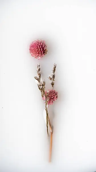 Una Flor Seca Con Tallo Tazón Abstracción Imagen De Stock
