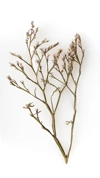 ボウルに茎を持つ乾燥した花 抽象化 ロイヤリティフリーのストック写真