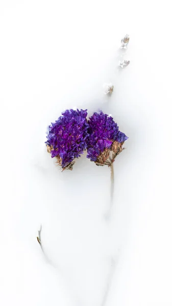 ボウルに茎を持つ乾燥した花 抽象化 ストック画像