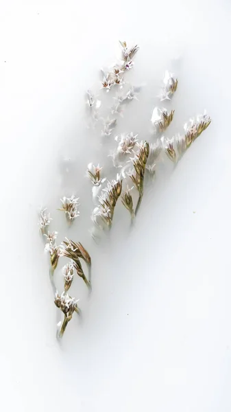 ボウルに茎を持つ乾燥した花 抽象化 ストックフォト