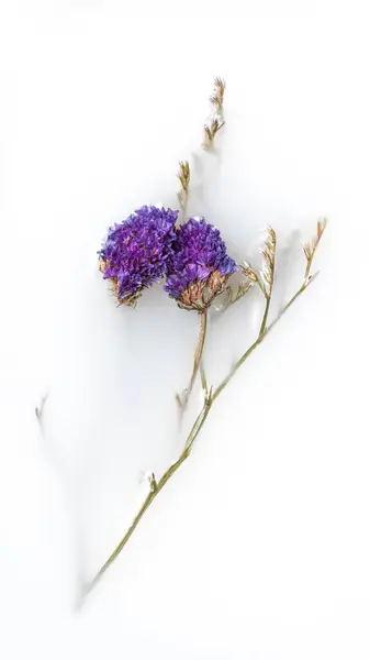 ボウルに茎を持つ乾燥した花 抽象化 ロイヤリティフリーのストック写真