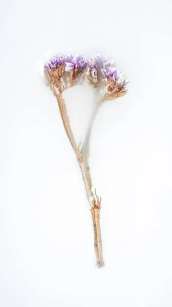 Egy Szárított Virág Szárával Egy Tálban Absztrakció Jogdíjmentes Stock Képek