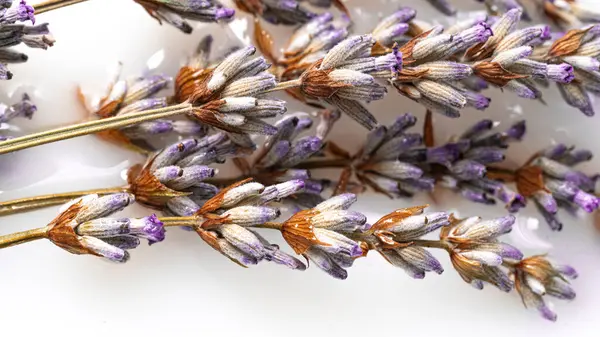 Сушеный Цветок Лаванды Стеблем Миске Абстракция — стоковое фото