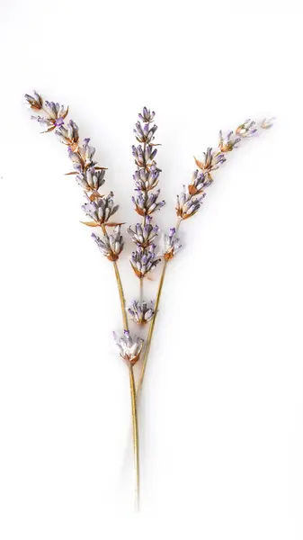 ボウルに茎が付いている乾燥されたラベンダーの花 ロイヤリティフリーのストック画像