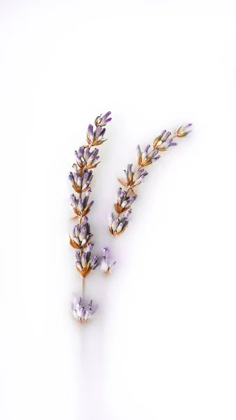 ボウルに茎が付いている乾燥されたラベンダーの花 ストック画像