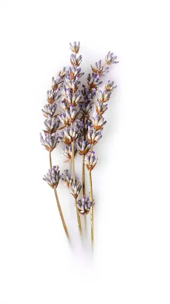ボウルに茎が付いている乾燥されたラベンダーの花 ストック写真