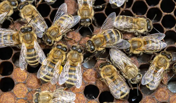 Bienen Auf Einem Wachswaben Mit Bienenlarven Und Honig Stockbild