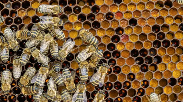 Balmumu Tarağındaki Arılar Arı Larvası Bal Ile Stok Fotoğraf