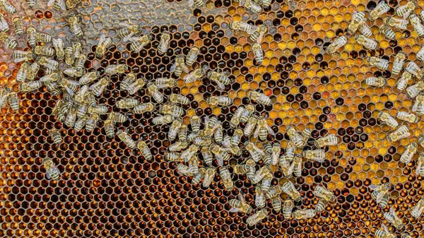 Včely Voskovém Hřebenu Včelími Larvami Medem Stock Snímky