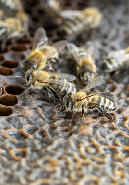 Méhek Viaszos Fésűn Méhlárvákkal Mézzel Jogdíjmentes Stock Fotók