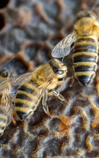 Bienen Auf Einem Wachswaben Mit Bienenlarven Und Honig Stockbild