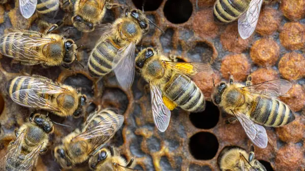 Pszczoły Grzebieniu Wosku Larwami Pszczół Miodem Obrazy Stockowe bez tantiem