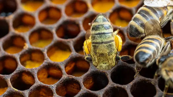Balmumu Tarağındaki Arılar Arı Larvası Bal Ile Stok Fotoğraf
