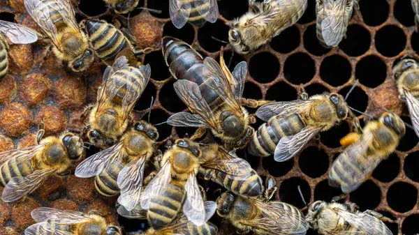 Bienen Auf Einem Wachswaben Mit Bienenlarven Und Honig Stockfoto