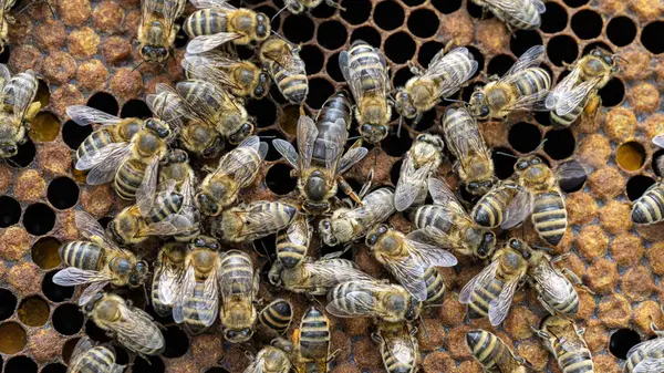 Μέλισσες Κηρήθρα Προνύμφες Μελισσών Και Μέλι Εικόνα Αρχείου