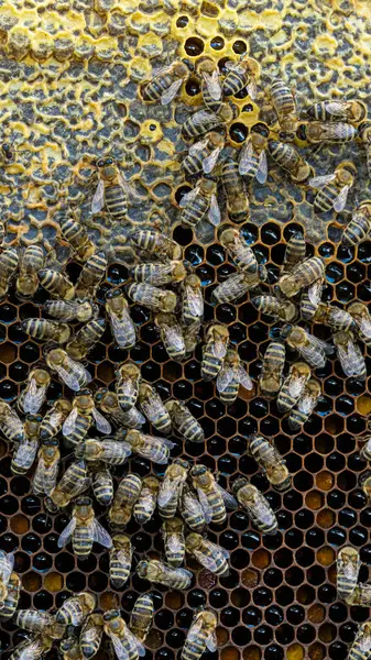 Méhek Viaszos Fésűn Méhlárvákkal Mézzel Stock Kép