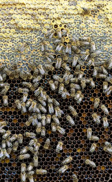 Bienen Auf Einem Wachswaben Mit Bienenlarven Und Honig Stockfoto