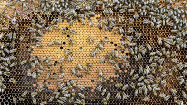 Méhek Viaszos Fésűn Méhlárvákkal Mézzel Stock Kép