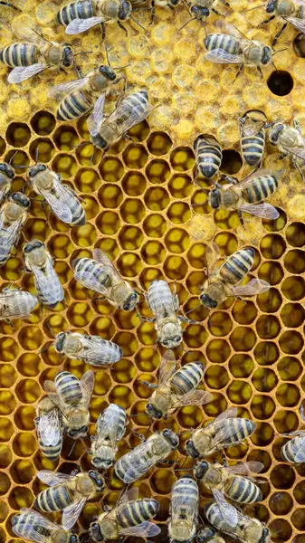 Μέλισσες Κηρήθρα Προνύμφες Μελισσών Και Μέλι Εικόνα Αρχείου