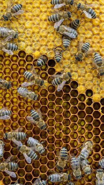 Včely Voskovém Hřebenu Včelími Larvami Medem Stock Fotografie